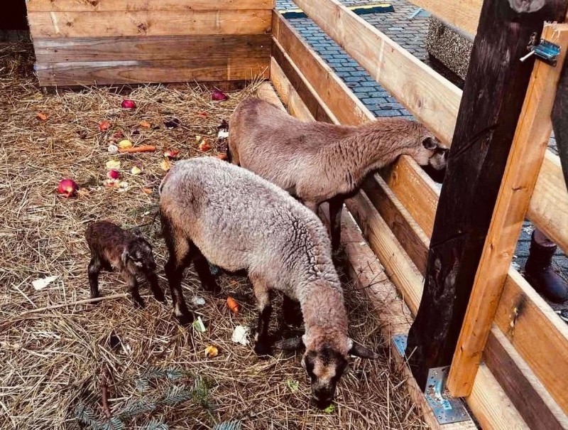 Az újszülött bárány gyorsan megbarátkozott a látogatókkal és mindenki arcára mosolyt csalt Fotó: Tópart Bisztró/Facebook
