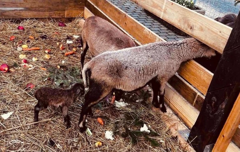 Tapolcán a kis újszülött bárány érkezése igazi ünnepi hangulatot teremtett a városban mindenki számára Fotó: Tópart Bisztró/Facebook