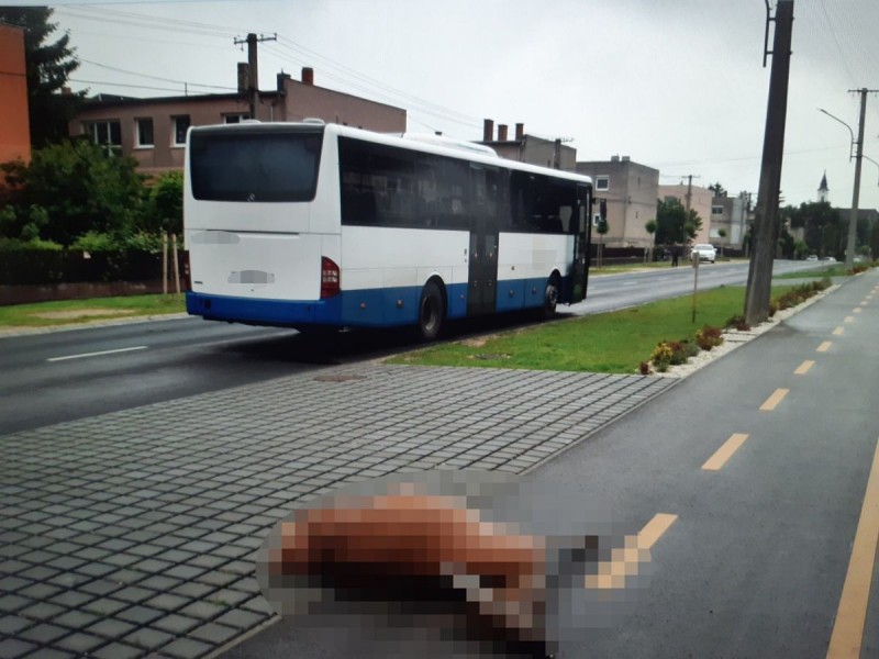 Baleset történt Ajkán: busz elé ugrott egy szarvas Fotó: police.hu