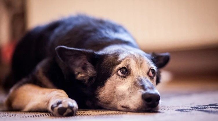 Állatkínzás: légfegyverrel lőtt meg egy ártatlan ebet Fotó: illusztráció