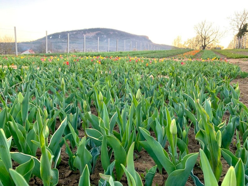 Tulipánkert Badacsonyban: A tulipánok nem egyszerre nyílnak ki, érdemes visszalátogatni többször. Forrás: Tulipánok Badacsonyban Facebook