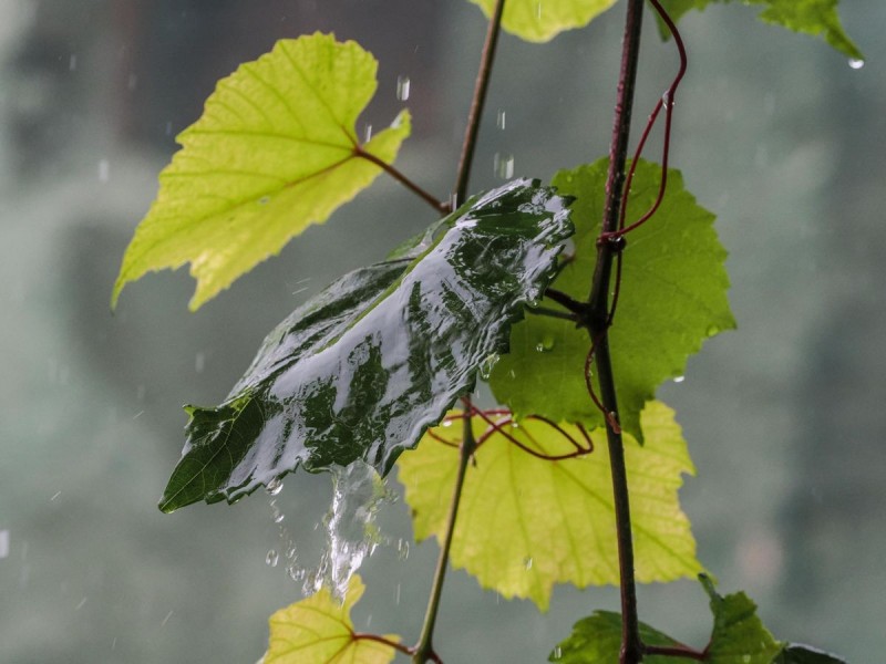 Figyelmeztetést adtak ki három vármegyére, hidegfront érkezik – jég, viharos szél és lehűlés jön Fotó: Nagy Lajos/Napló