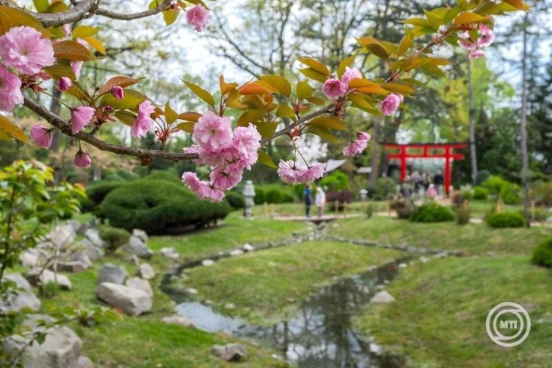 Cseresznyefa-virágzás a Szegedi Tudományegyetem Füvészkertjének Japánkertjében 2026. április 11-én. A kertben ezen a napon a japán hagyomány szerinti hanamit tartják, a cseresznyefa-virágzásban való gyönyörködés ünnepét. MTI/Oláh Tamás